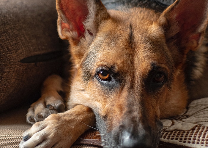 chien berger allemand