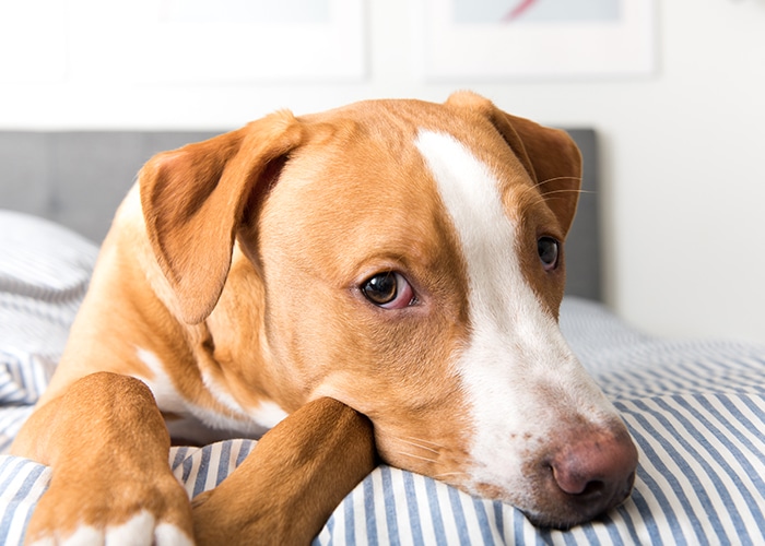 chien qui se repose