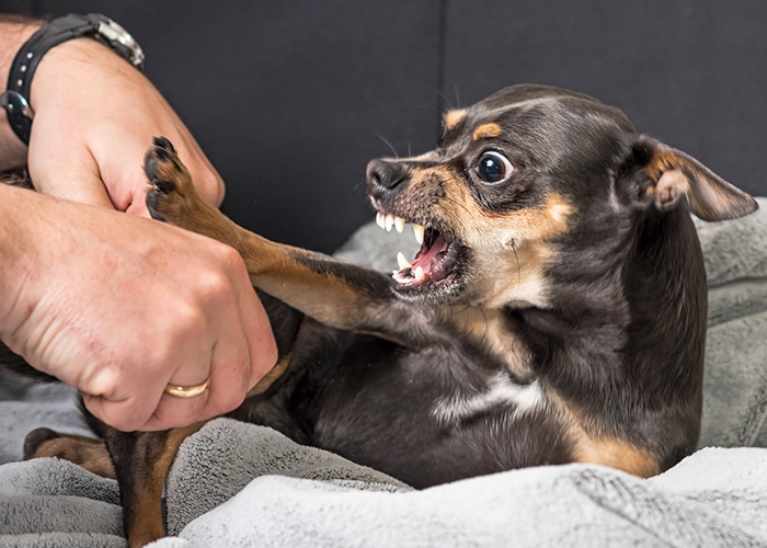 chien qui grogne