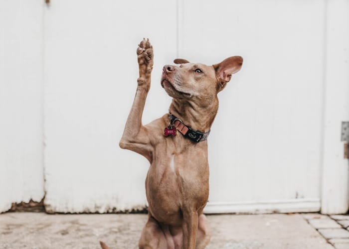 chien qui lave la patte