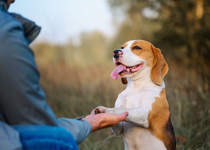 chien beagle qui donne la patte