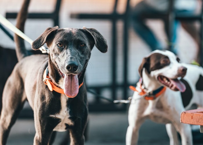 deux chiens en laisse en promenade